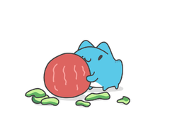 Capoo-animation-watermelon1.png