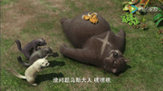 Gon中文版 阿贡 儿童动画 第066话减肥计划 上-1080p 2.gif